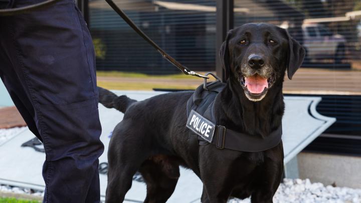 Police dog and handler