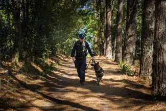 police dog and handler walking in pine forest